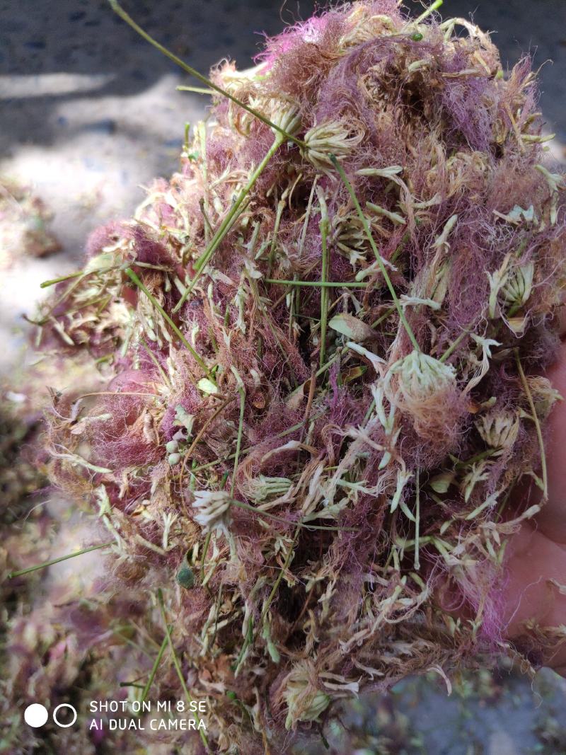 合欢花河南货质量好杂质少