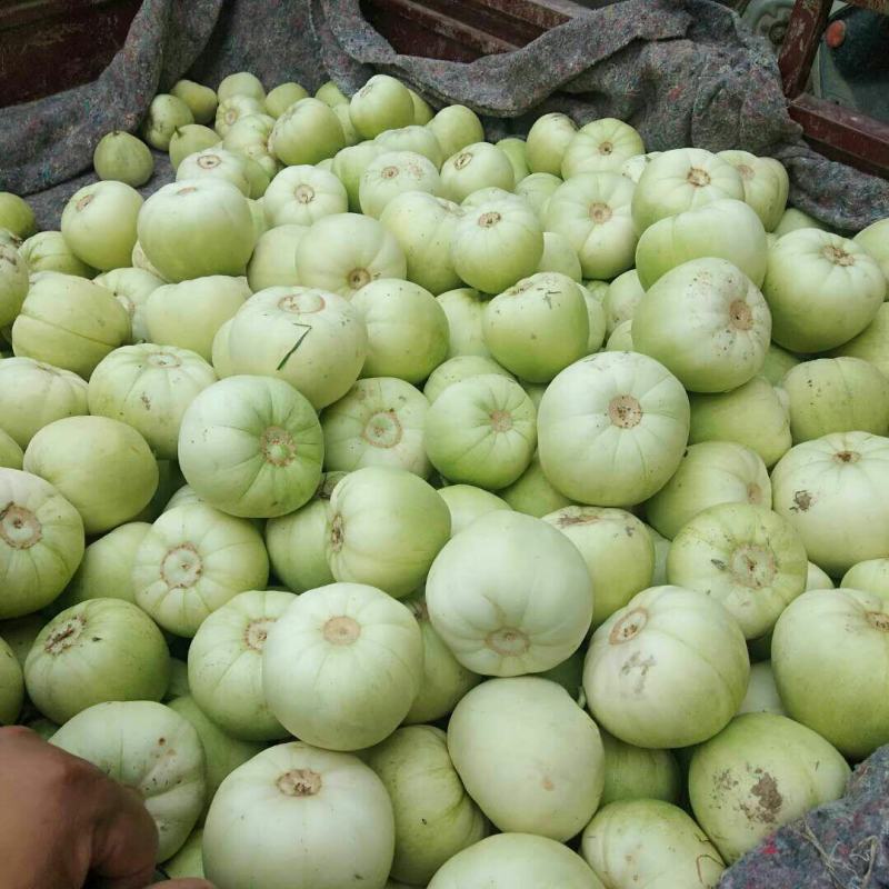精品绿宝