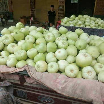 精品绿宝