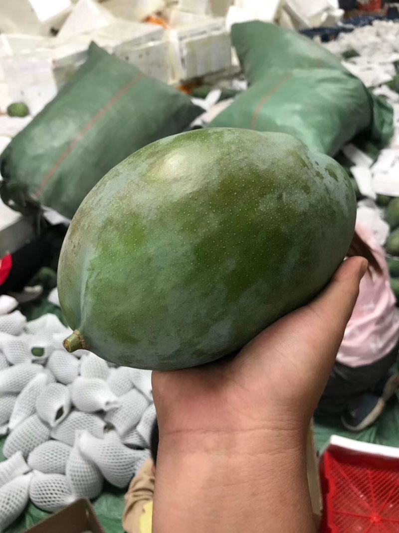 攀枝花凯特芒，一件代发