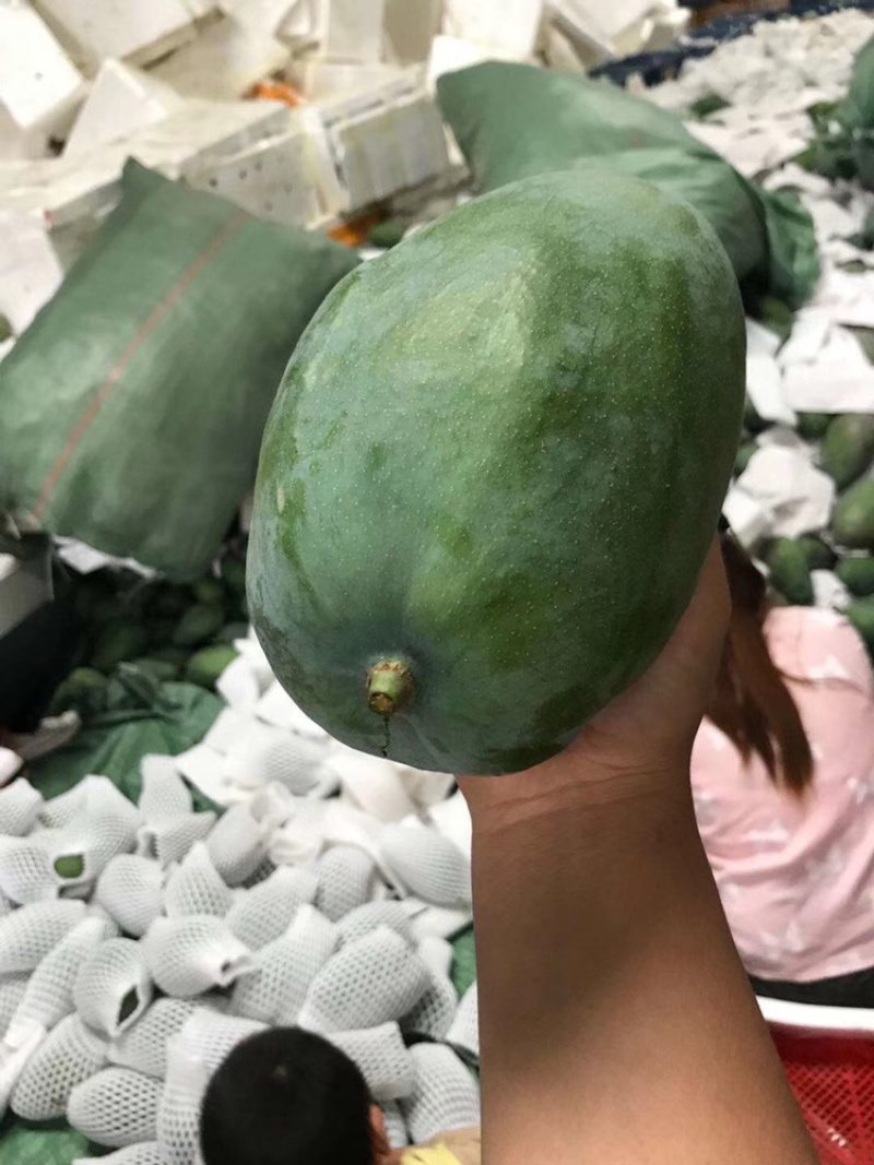 攀枝花凯特芒，一件代发
