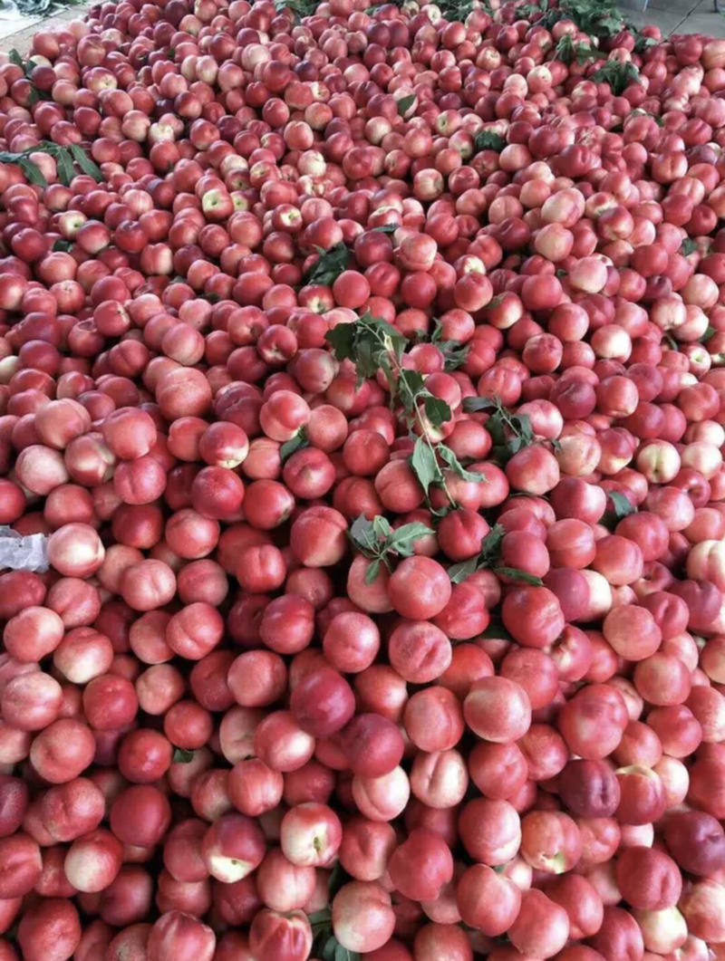 精品“油桃”产地直供，保质保量，产地价格