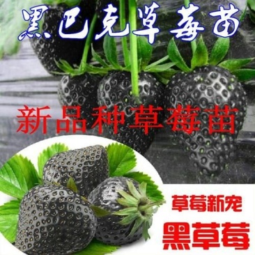 全明星，艳丽，香蕉草莓，红颜，章姬，甜宝，香野，天仙醉