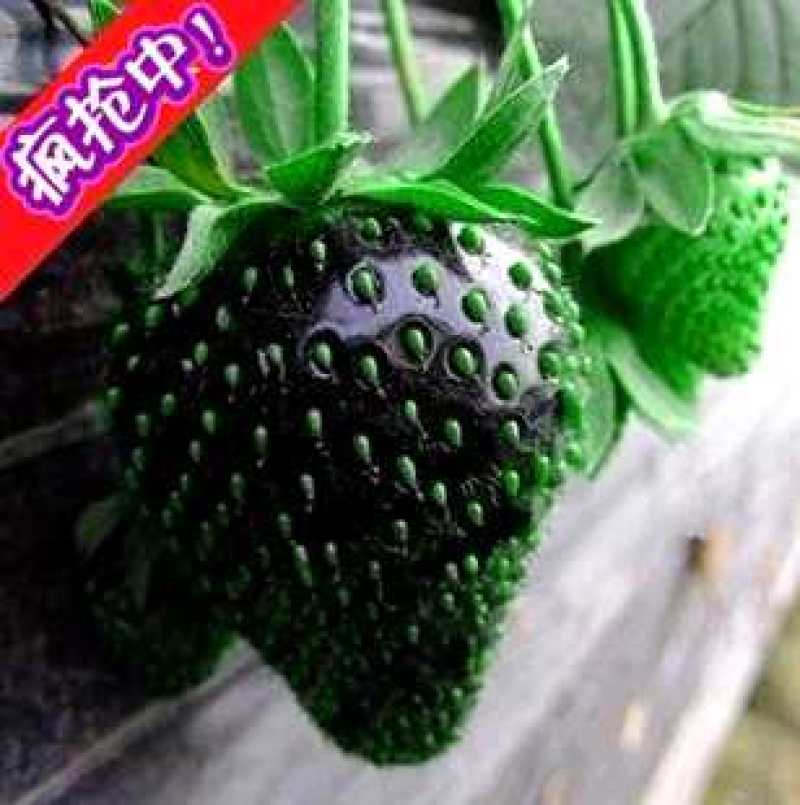 全明星，艳丽，香蕉草莓，红颜，章姬，甜宝，香野，天仙醉