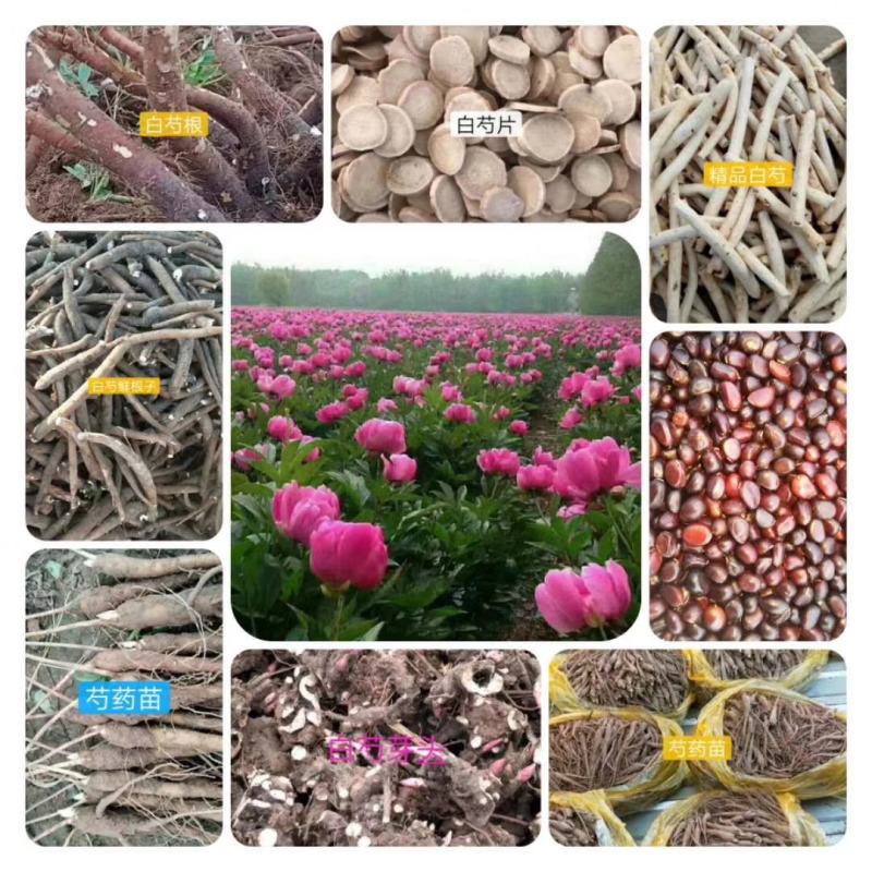 芍药种苗，白芍芽头，药用，观赏，林下套种，价格便宜收益高
