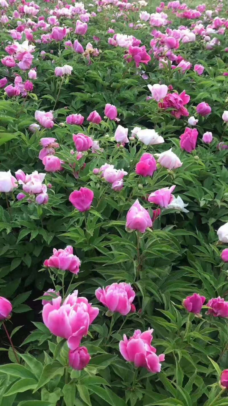 芍药种苗，白芍芽头，药用，观赏，林下套种，价格便宜收益高