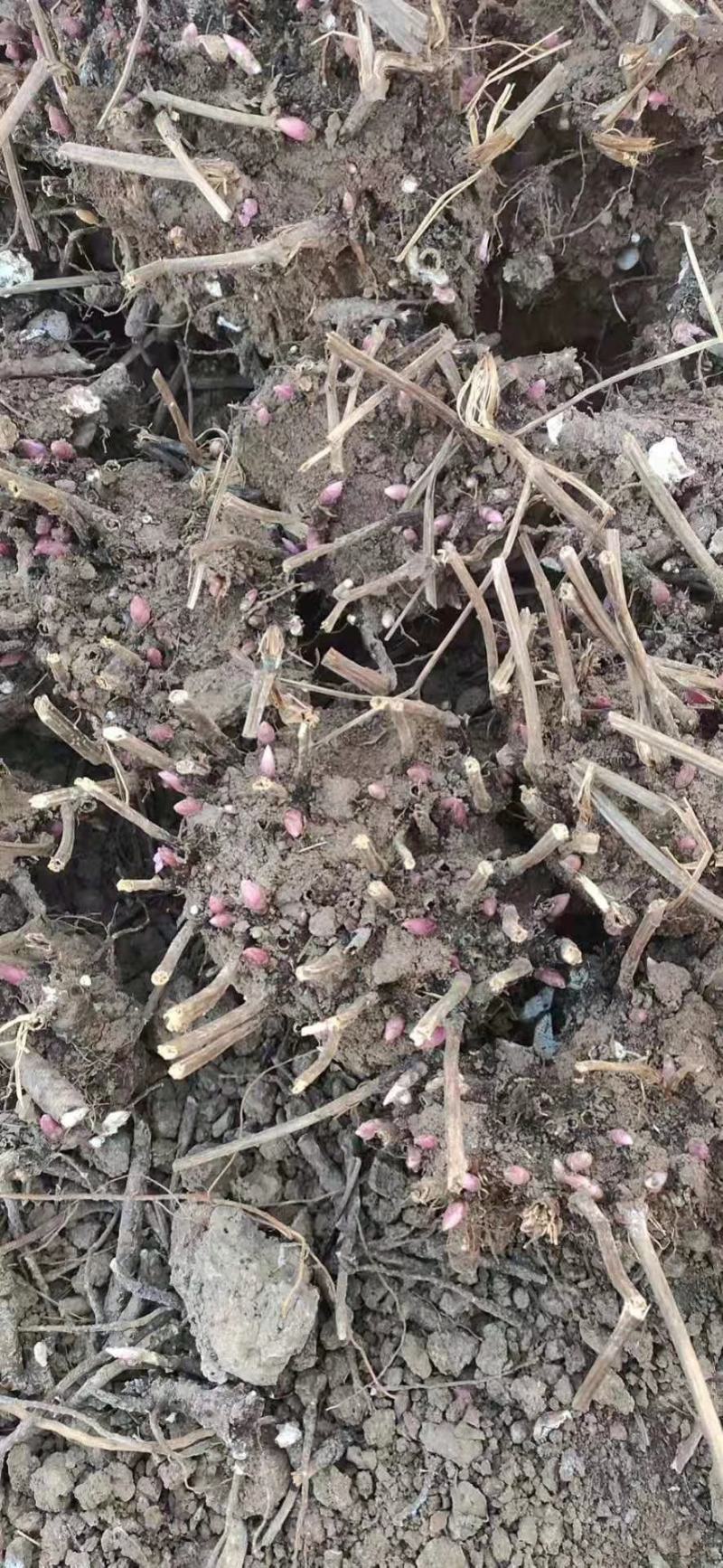 芍药种苗，白芍芽头，药用，观赏，林下套种，价格便宜收益高