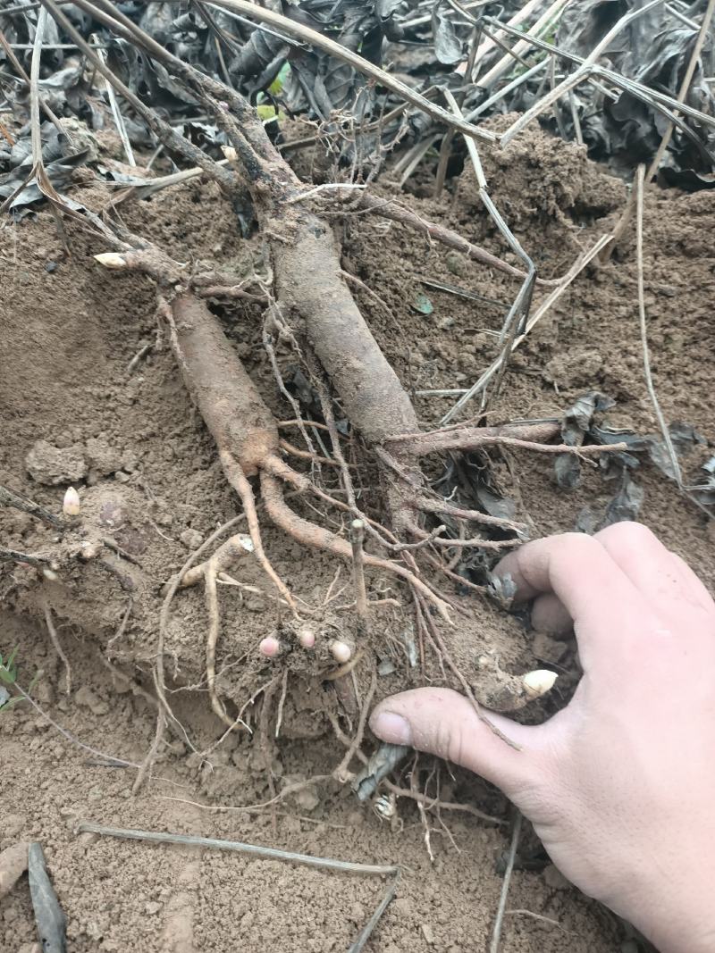 芍药种苗，白芍芽头，药用，观赏，林下套种，价格便宜收益高