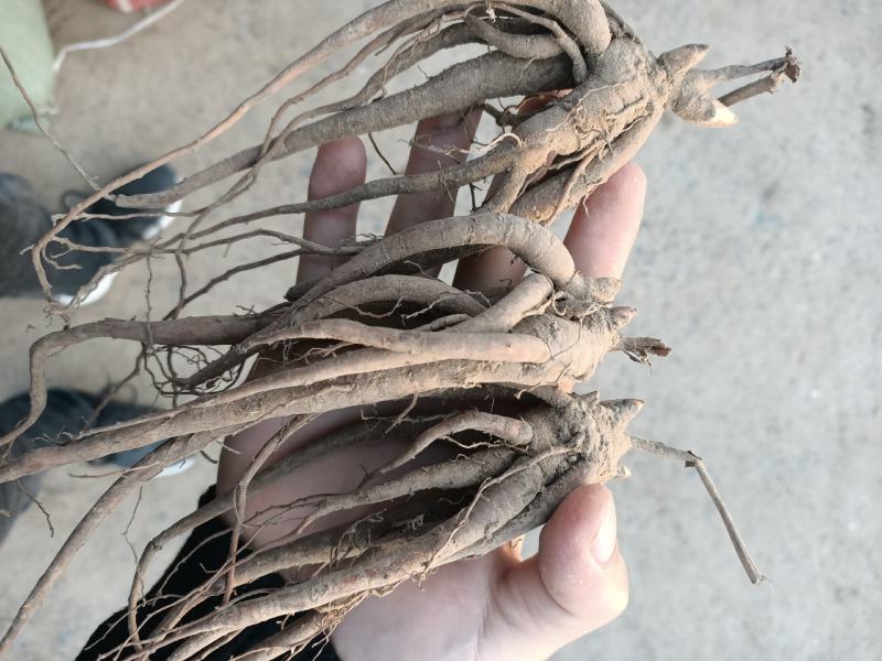 芍药种苗，白芍芽头，药用，观赏，林下套种，价格便宜收益高