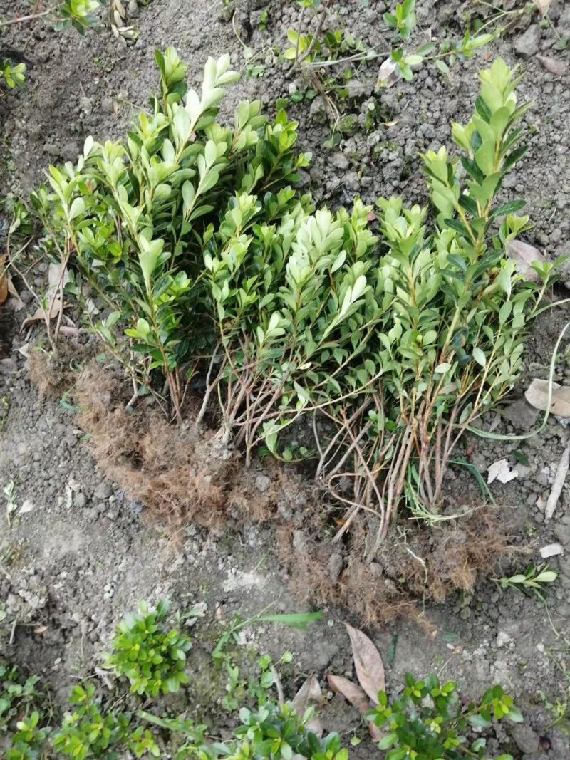 “花中西施”的夏娟地苗图片和价格，夏娟地苗成都货源