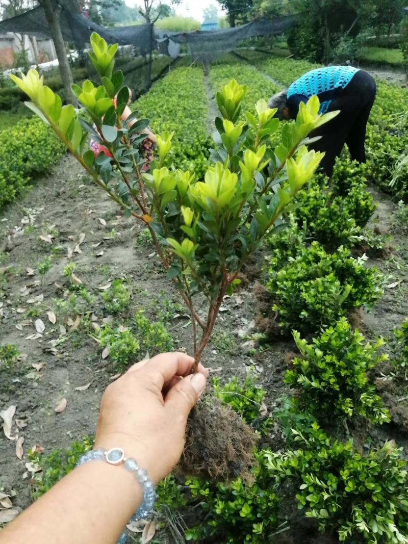 “花中西施”的夏娟地苗图片和价格，夏娟地苗成都货源