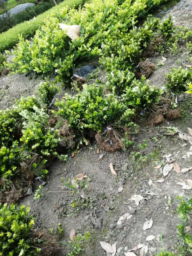 “花中西施”的夏娟地苗图片和价格，夏娟地苗成都货源