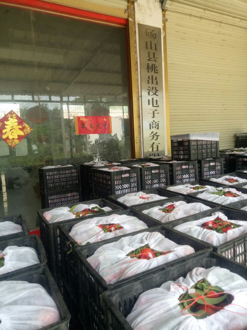 油桃产地种质量大从优个大甜翠