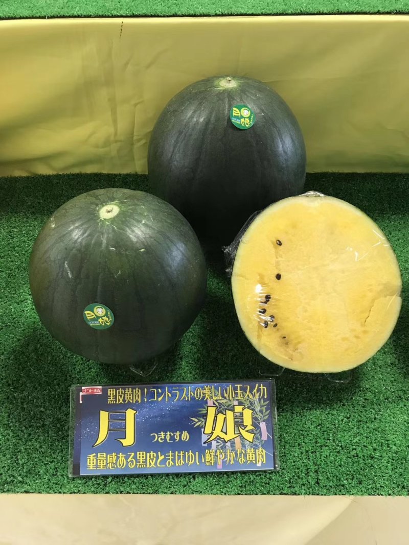 日本高端品种黄西瓜。