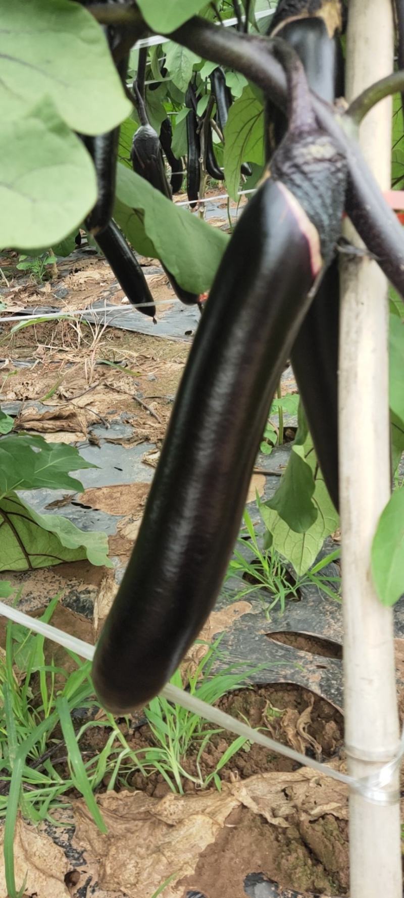 黑长茄