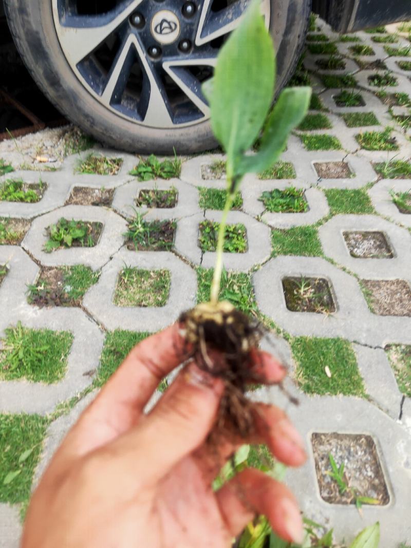 黄精籽育苗教种植技术