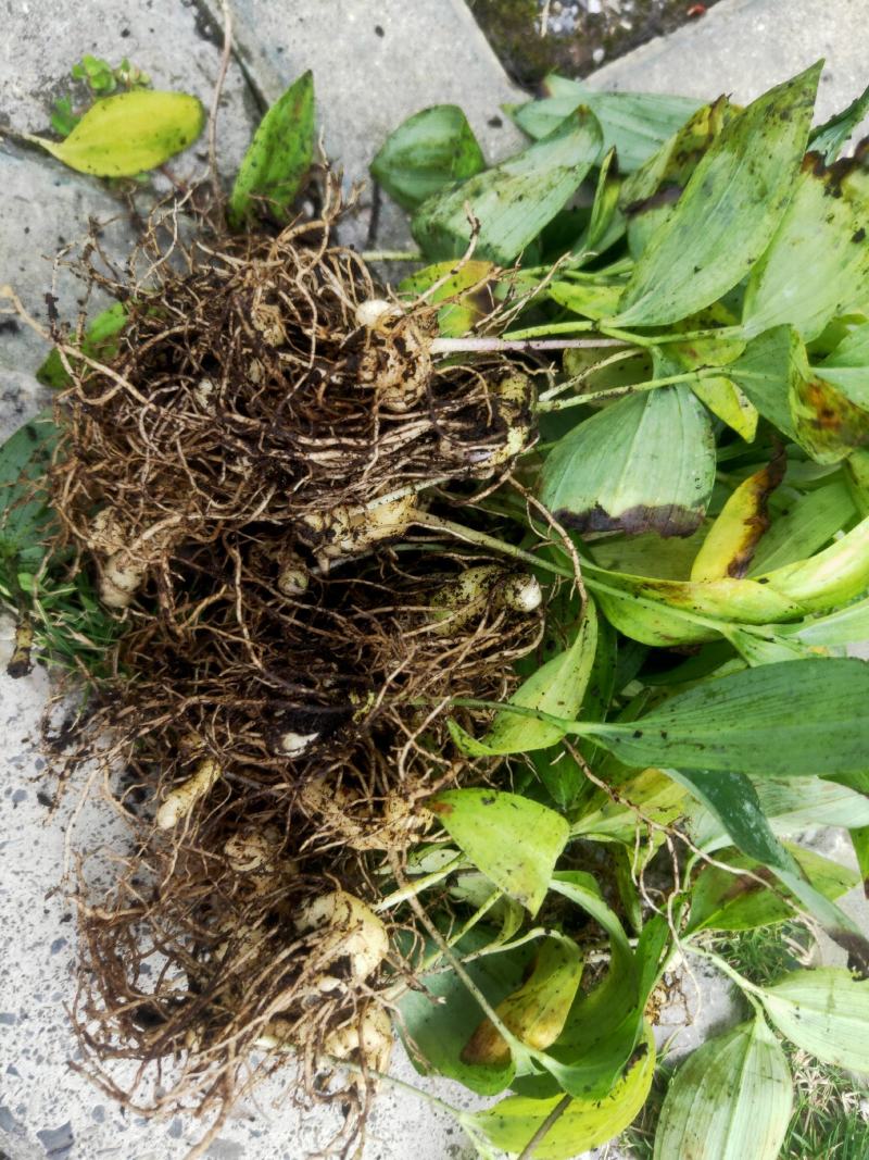 黄精籽育苗教种植技术
