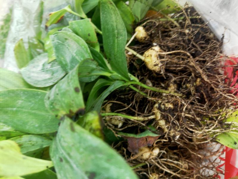 黄精籽育苗教种植技术