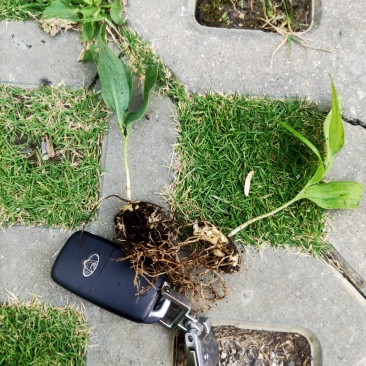 黄精籽育苗教种植技术