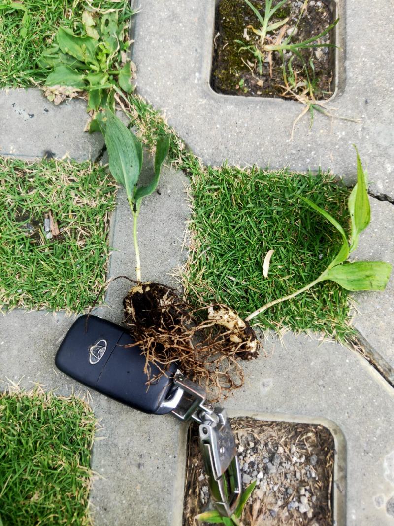 黄精籽育苗教种植技术