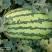西瓜，优种本地西瓜大量上市，酥脆甘甜，青翠光滑