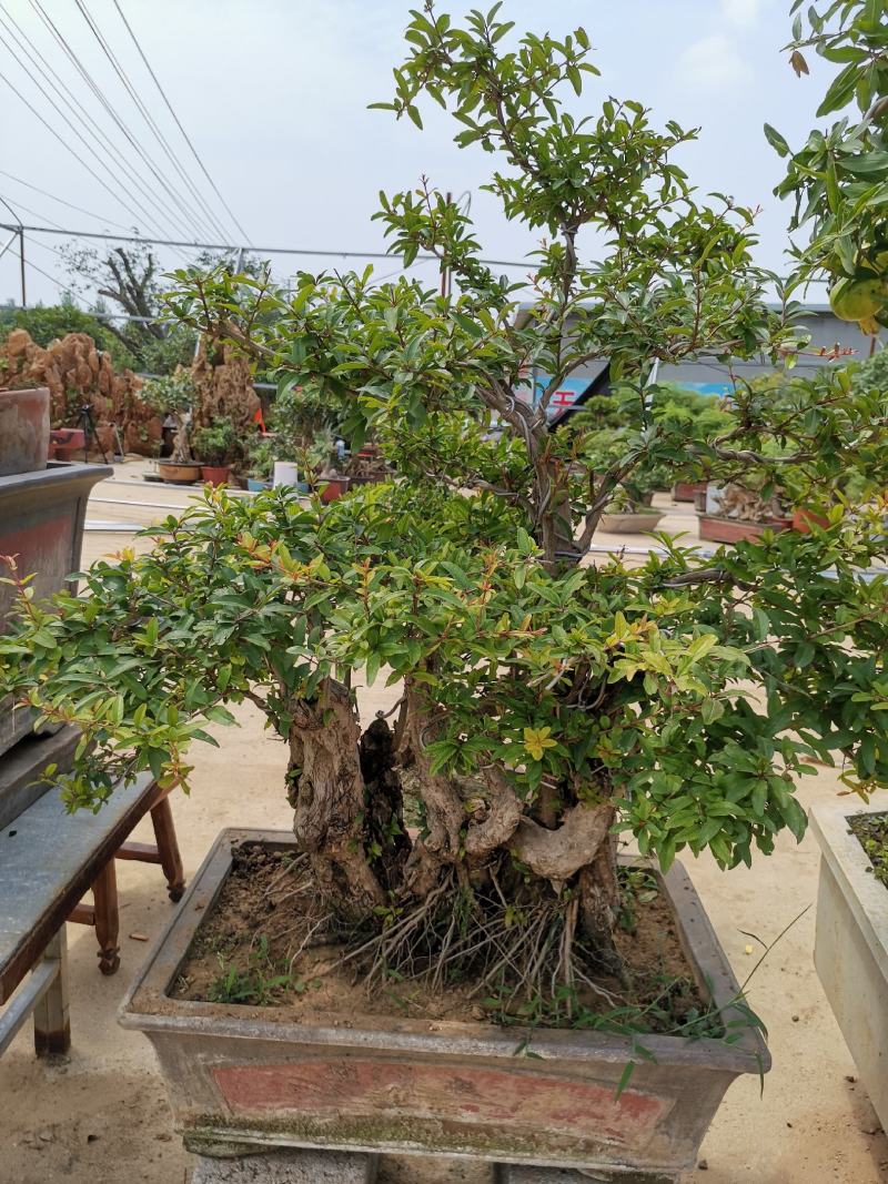 石榴树桩盆景适合南北室内外种植