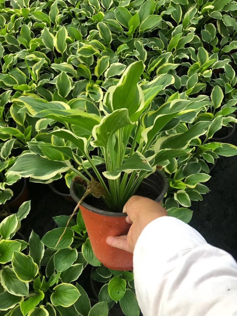 金边玉簪花和玉簪花的区别和价格，金边玉簪花成都货源玉簪价