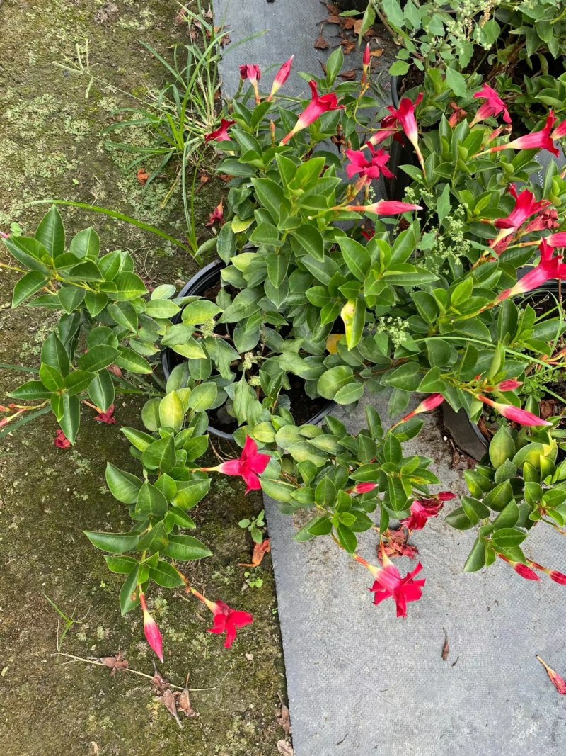 飘香藤,飘香藤种植基地，加仑杯飘香藤，基地直销