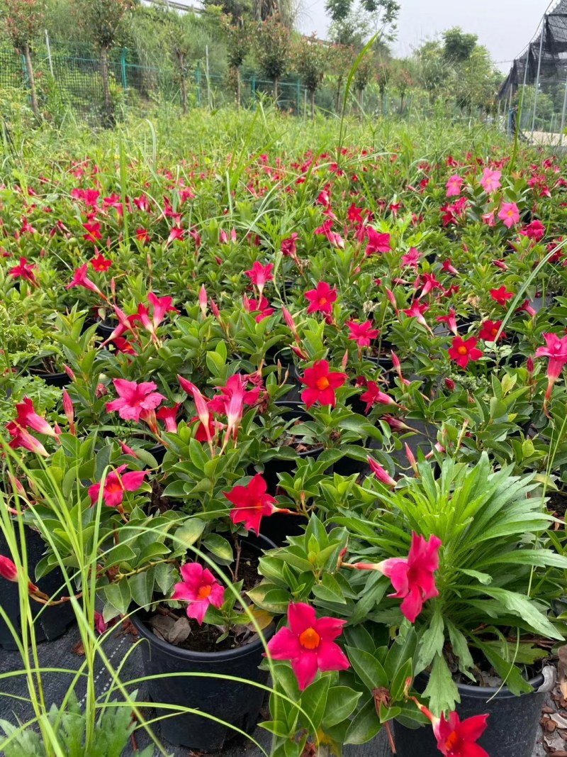 飘香藤,飘香藤种植基地，加仑杯飘香藤，基地直销