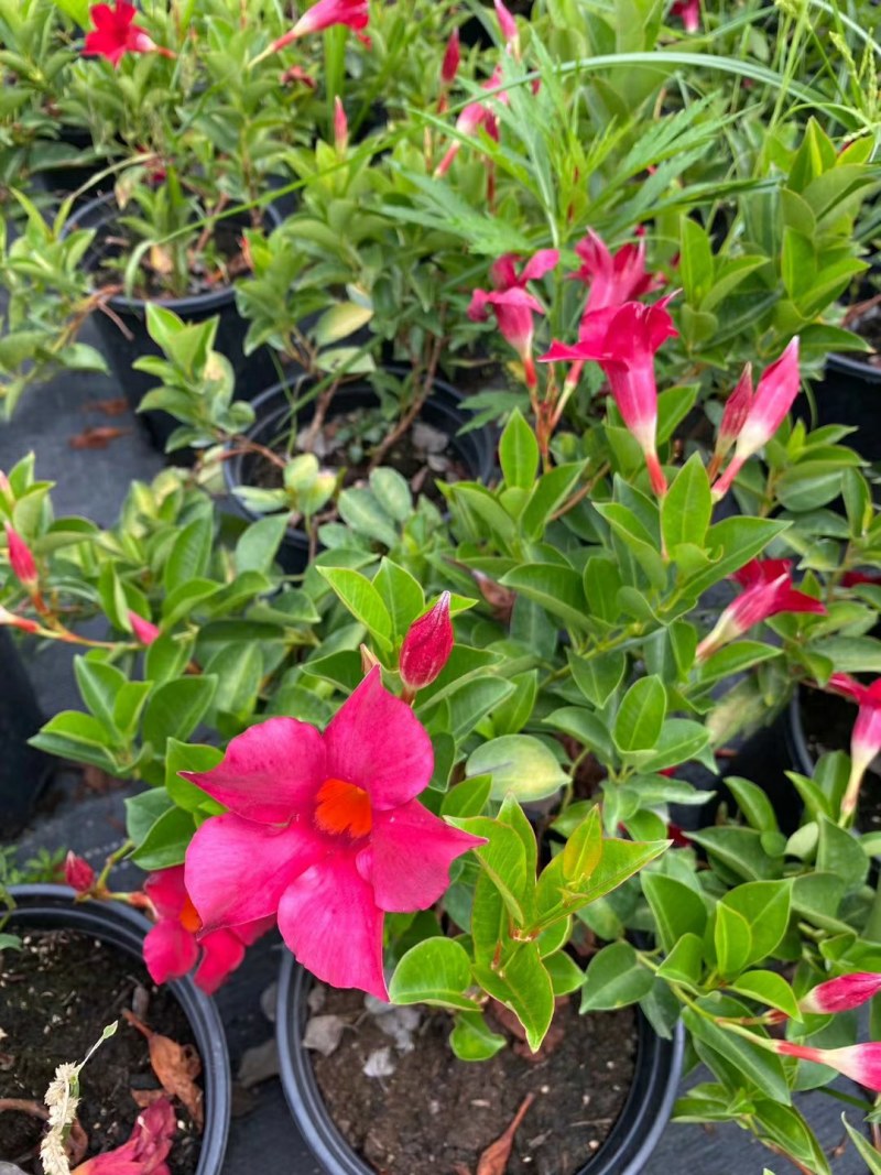 飘香藤,飘香藤种植基地，加仑杯飘香藤，基地直销