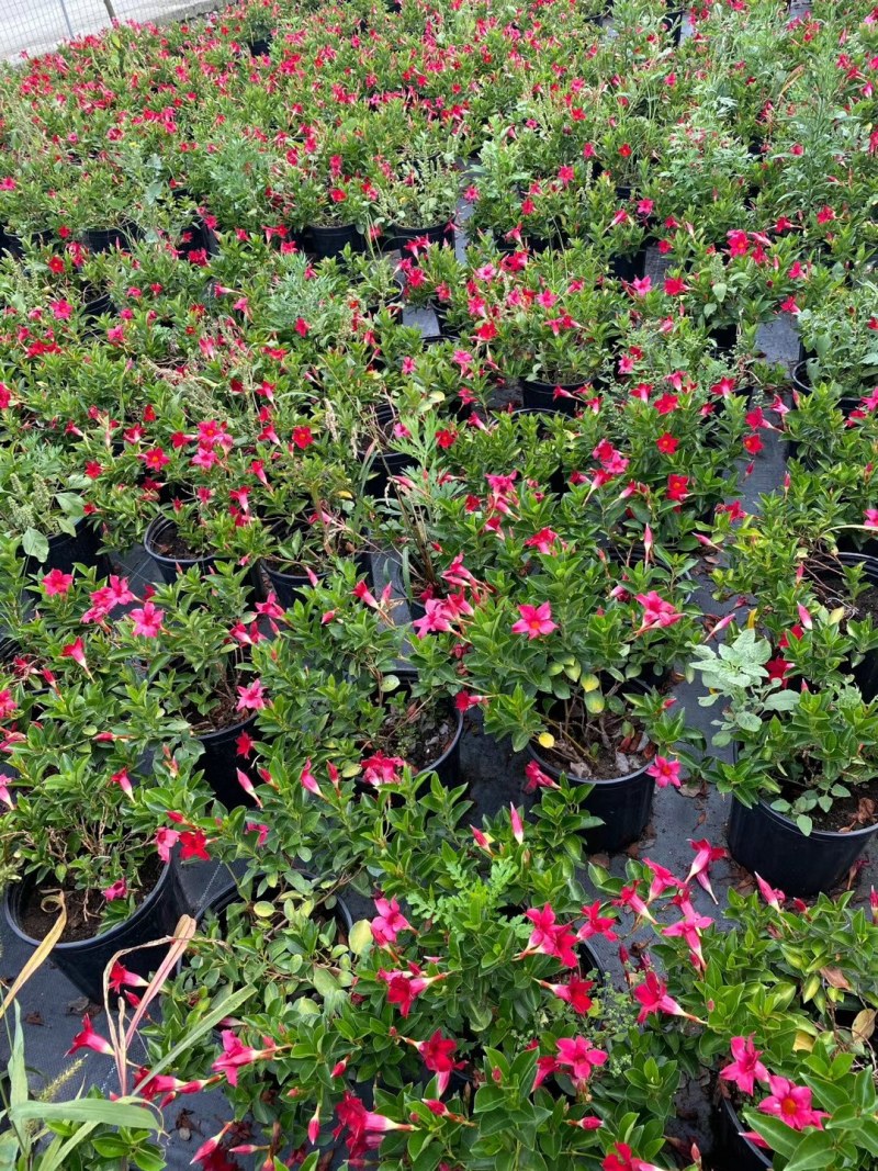 飘香藤,飘香藤种植基地，加仑杯飘香藤，基地直销