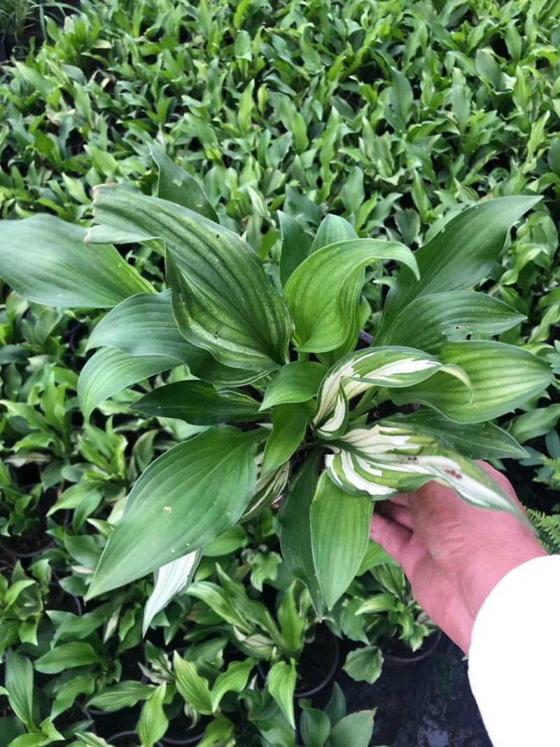 花叶玉簪花双色杯杯苗，变种重瓣玉簪双色杯杯苗图片，