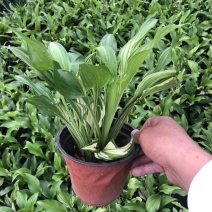 花叶玉簪花双色杯杯苗，变种重瓣玉簪双色杯杯苗图片，