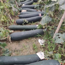 黑皮冬瓜，各种市场好货