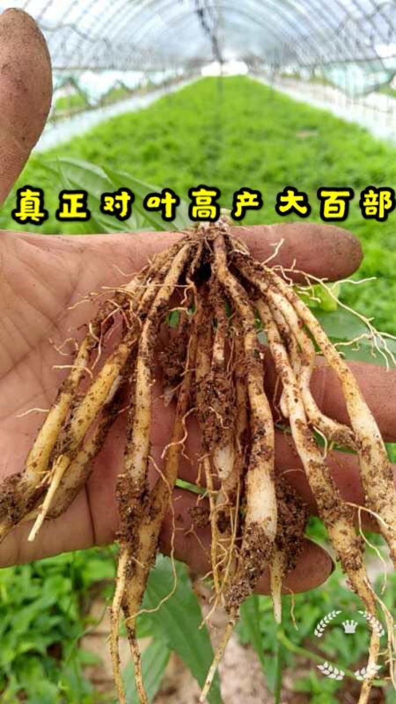 紫花三叉大白芨苗，包成活，，包教技术，负责联系收购，，欢
