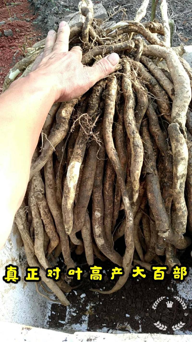 紫花三叉大白芨苗，包成活，，包教技术，负责联系收购，，欢