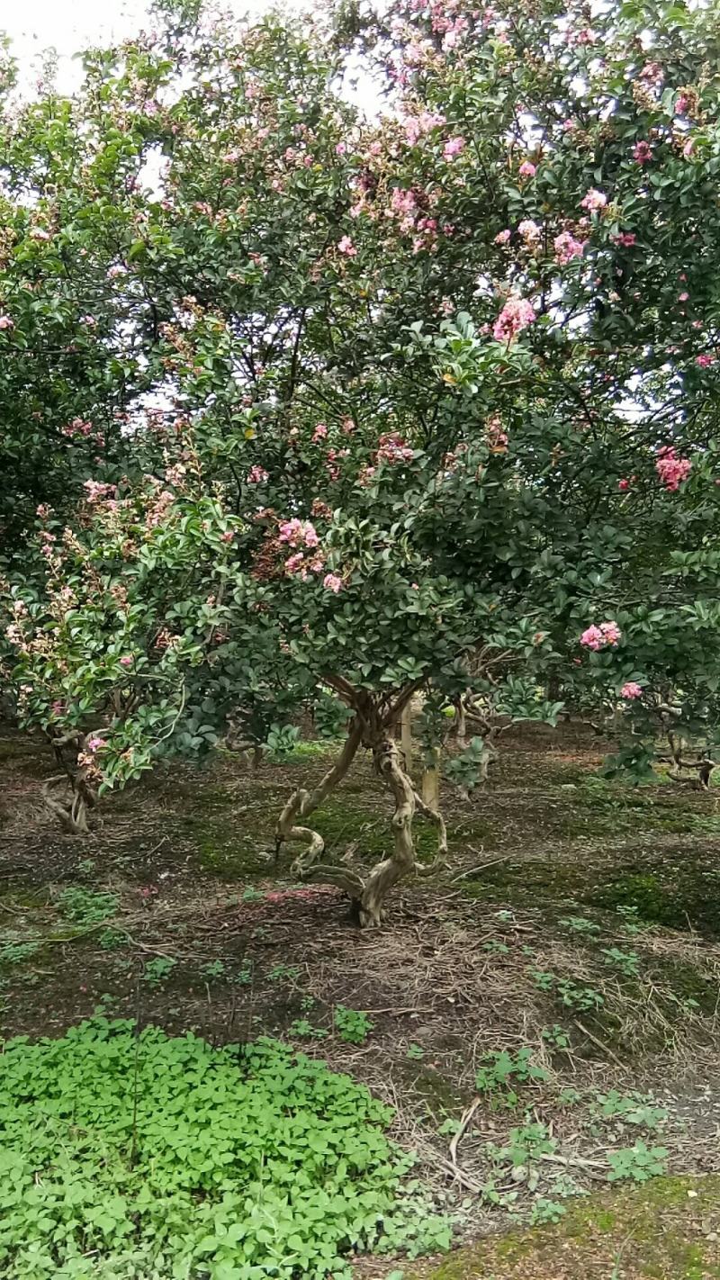 重弯紫薇成都基地货源，二弯紫薇价格多少，