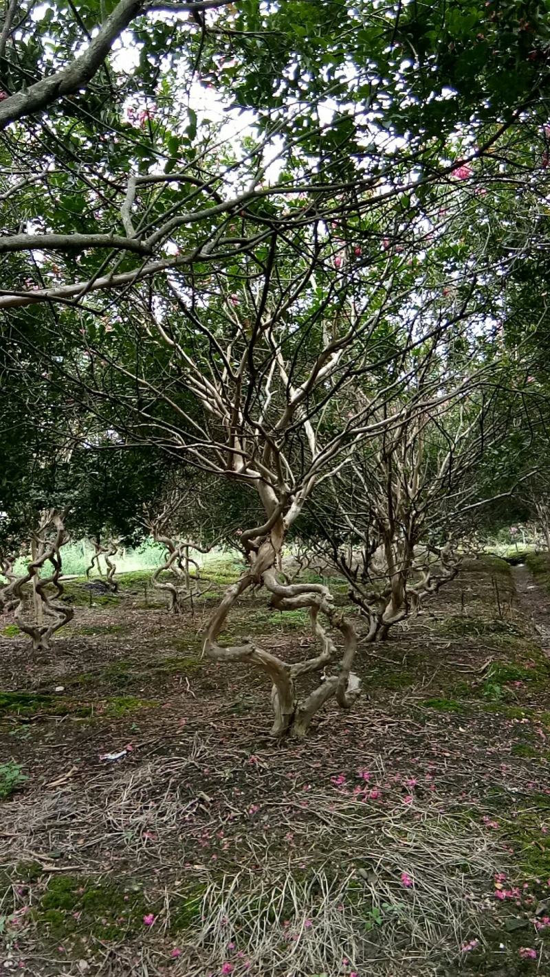 重弯紫薇成都基地货源，二弯紫薇价格多少，