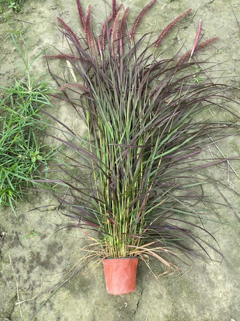紫穗狼尾草，紫穗狼尾草种植，紫穗狼尾草批发