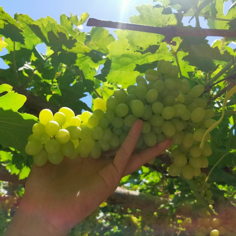 新疆吐鲁番无核白果面干净，无风斑可视频看货