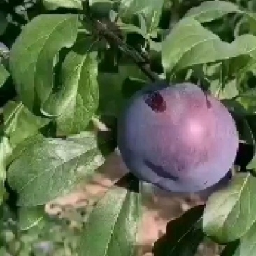 秋姬李，安格了李子上市，各种黑红李子大量上市中