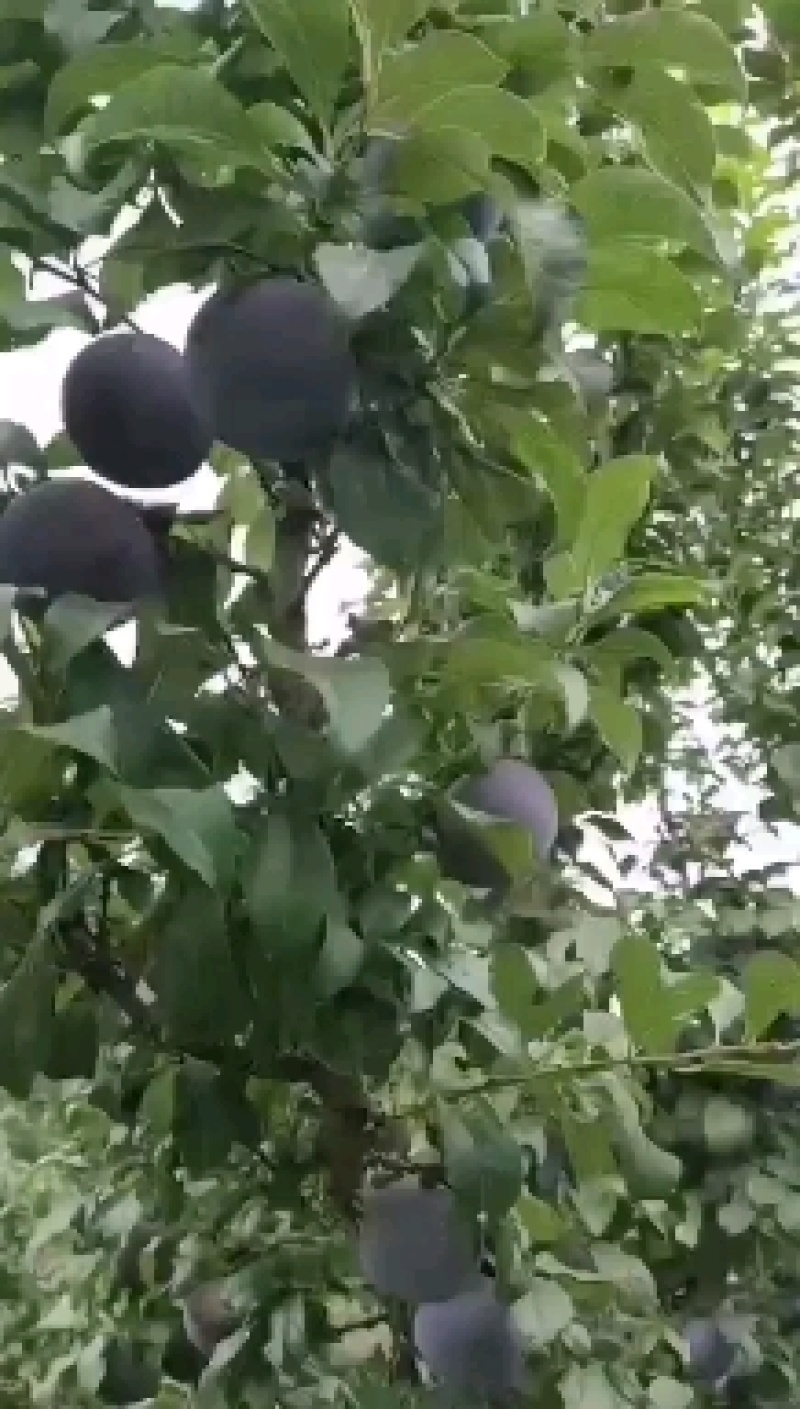 秋姬李，安格了李子上市，各种黑红李子大量上市中