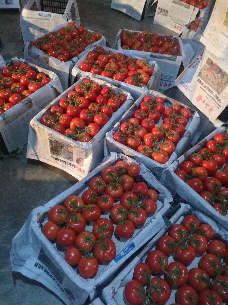 西红柿产自攀枝花市米易县的，欢迎各地客户采购