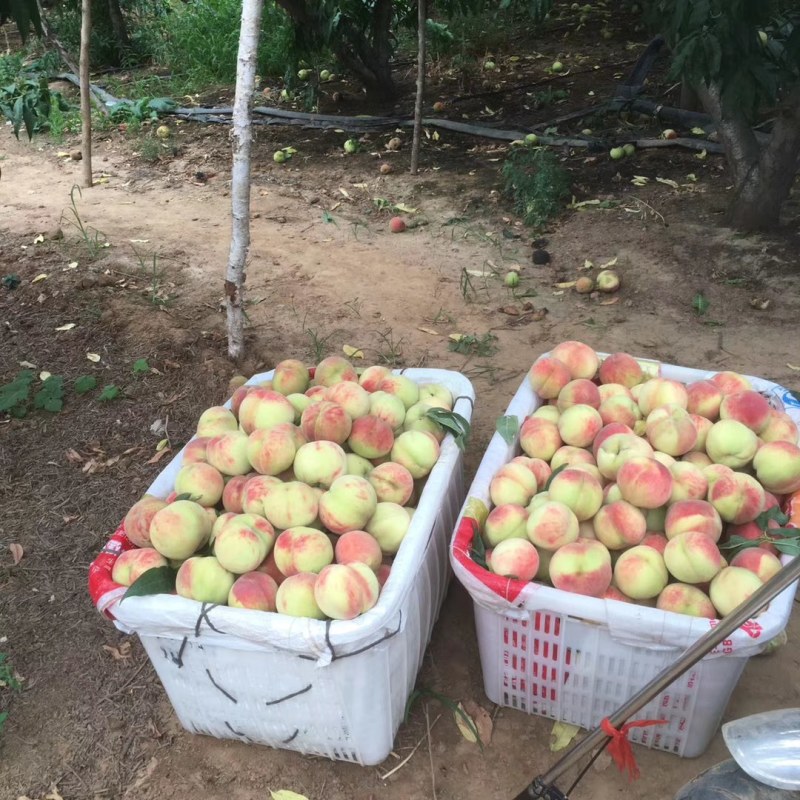 离核水蜜桃味甜美味道正，正宗口感，果面干净。