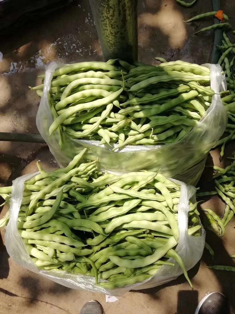 大青豆，产自攀枝花市米易县，欢迎各地客商采购