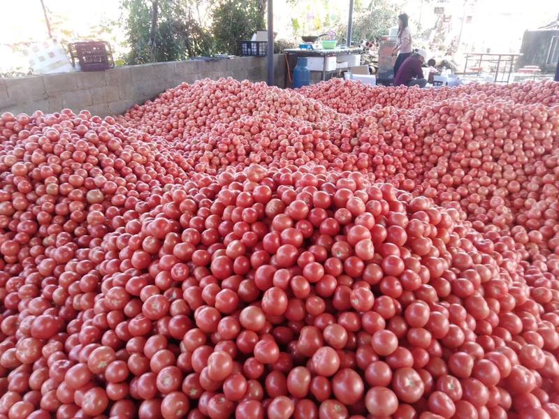 大青豆，产自攀枝花市米易县，欢迎各地客商采购