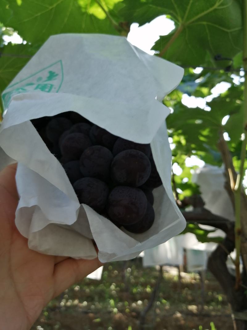 早熟葡萄，颗粒饱满，颜色纯正，