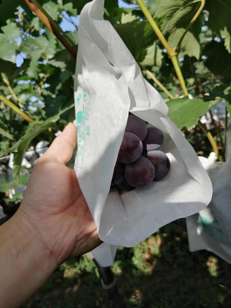 早熟葡萄，颗粒饱满，颜色纯正，