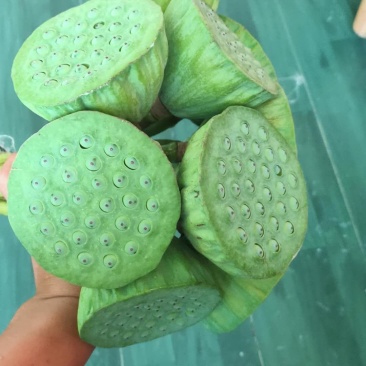 白洋淀千亩荷花莲蓬大量供应