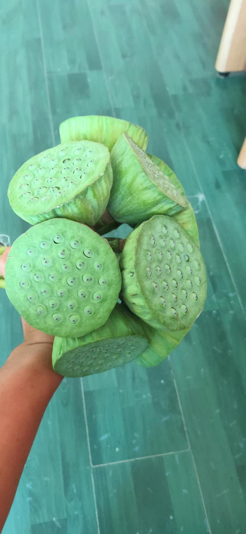 白洋淀千亩荷花莲蓬大量供应